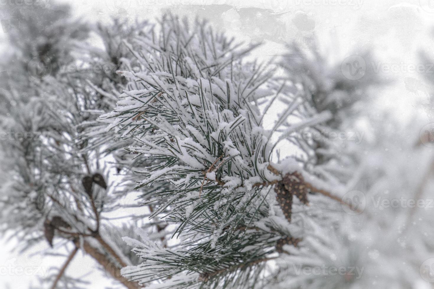 winter twig of coniferous tree covered with white fresh snow on a cold day photo