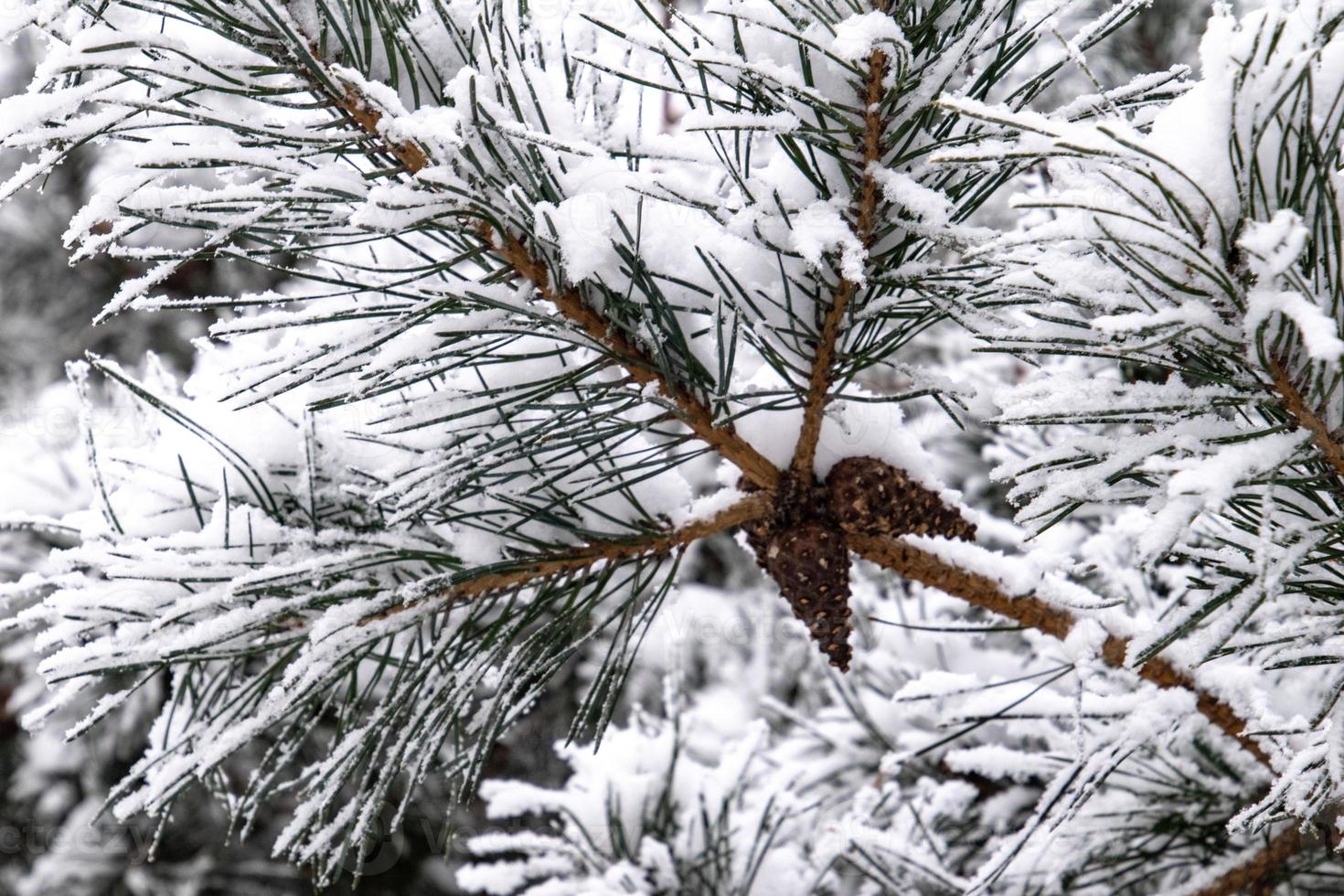 winter twig of coniferous tree covered with white fresh snow on a cold day photo