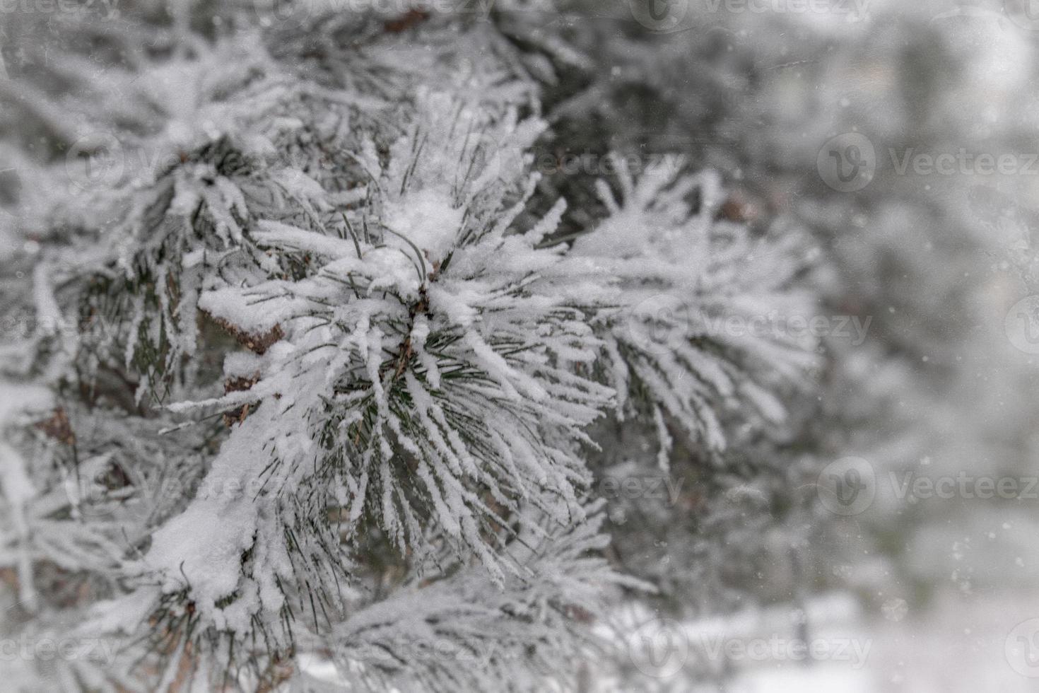 winter twig of coniferous tree covered with white fresh snow on a cold day photo