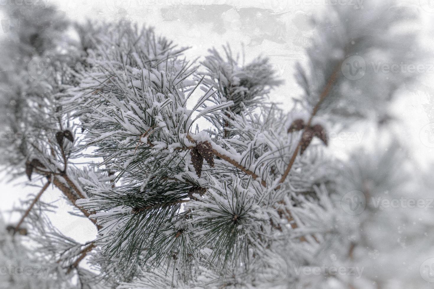 winter twig of coniferous tree covered with white fresh snow on a cold day photo