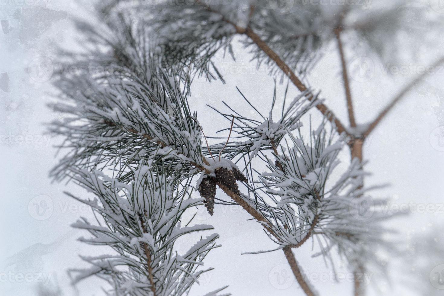 winter twig of coniferous tree covered with white fresh snow on a cold day photo