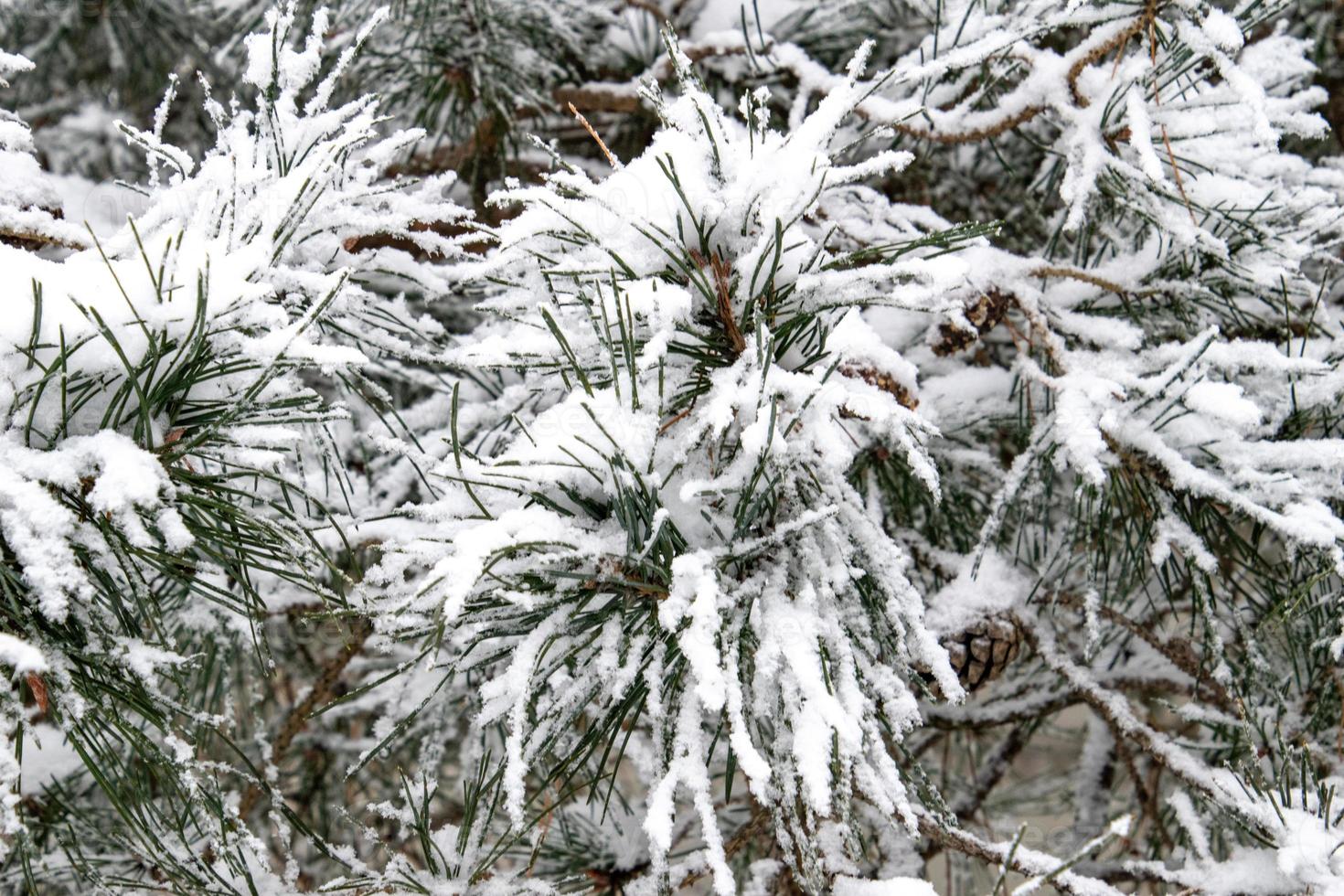 winter twig of coniferous tree covered with white fresh snow on a cold day photo