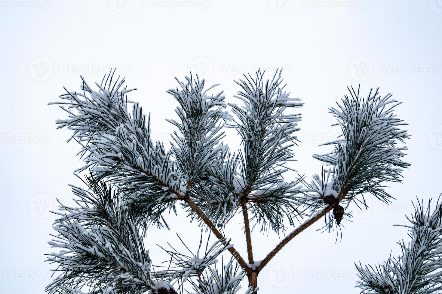 invierno ramita de conífero árbol cubierto con blanco Fresco nieve en un frío día foto