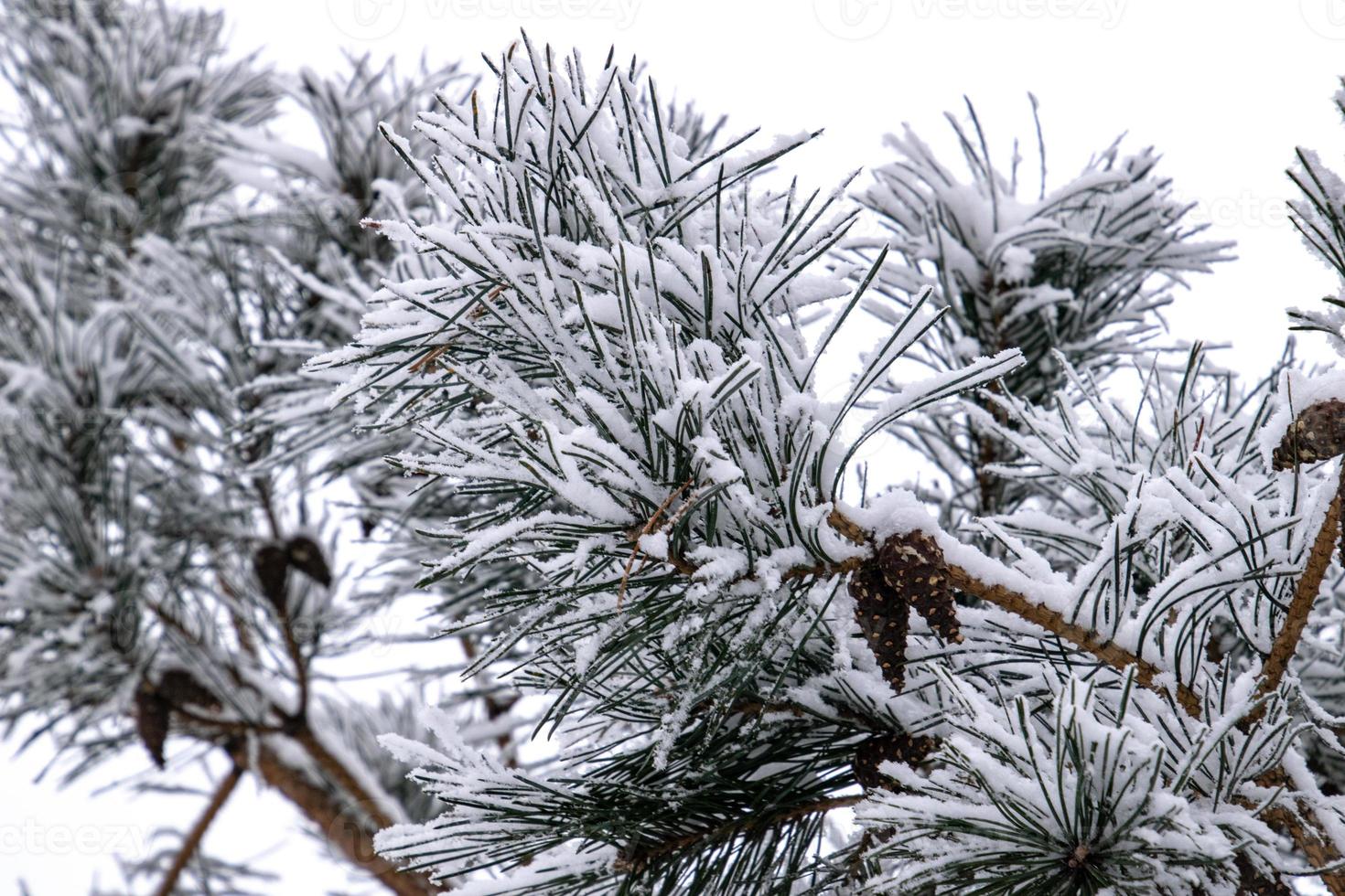 winter twig of coniferous tree covered with white fresh snow on a cold day photo