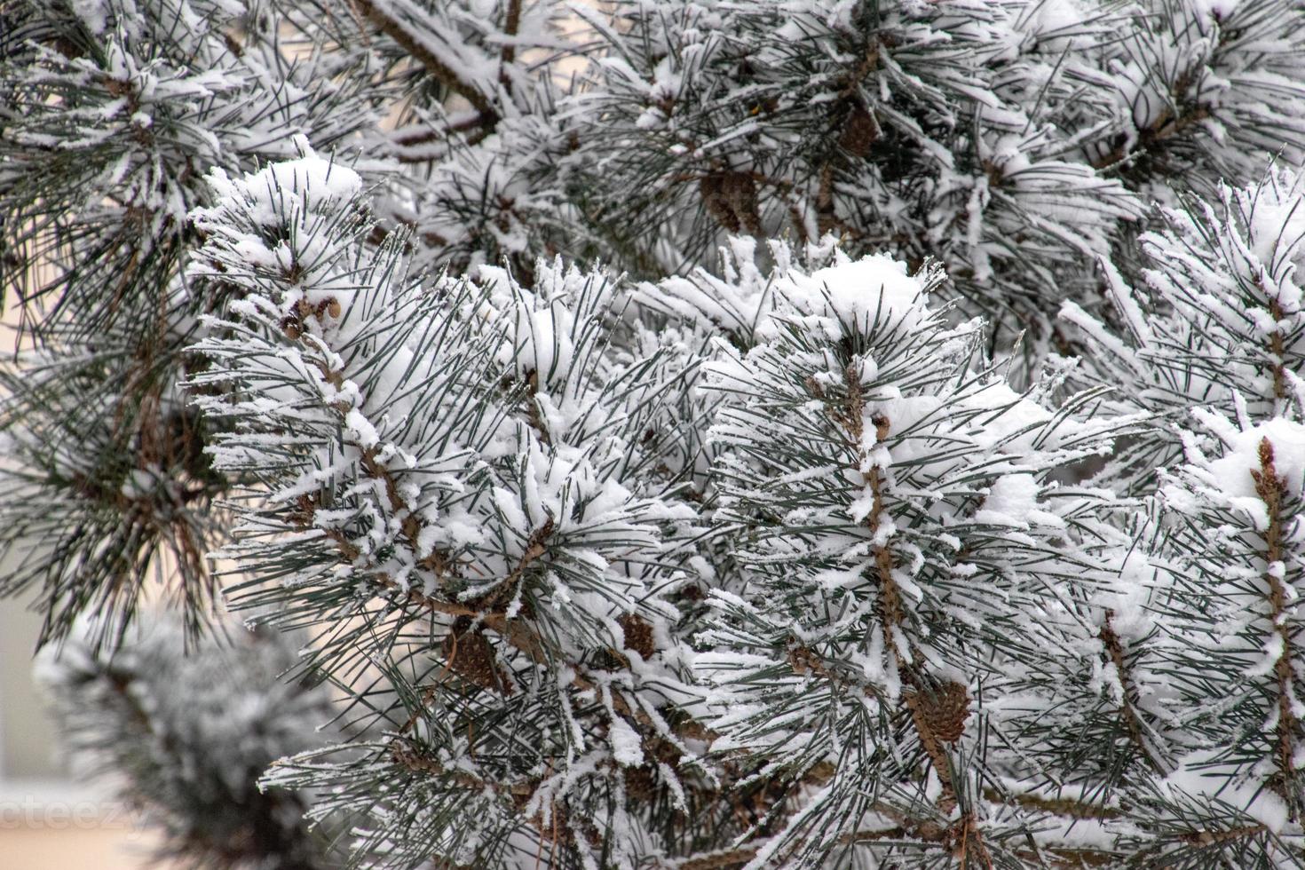 winter twig of coniferous tree covered with white fresh snow on a cold day photo