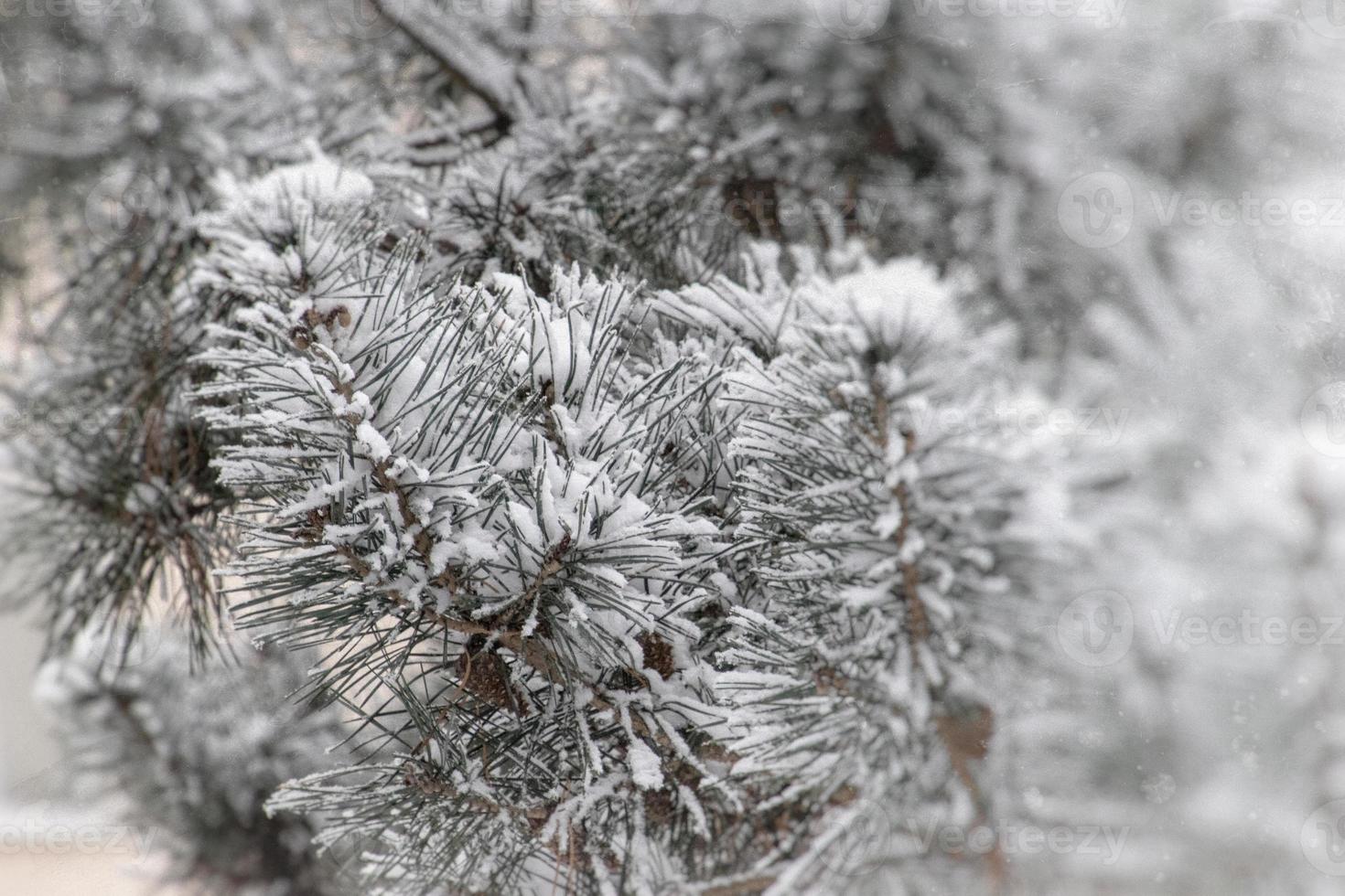 winter twig of coniferous tree covered with white fresh snow on a cold day photo