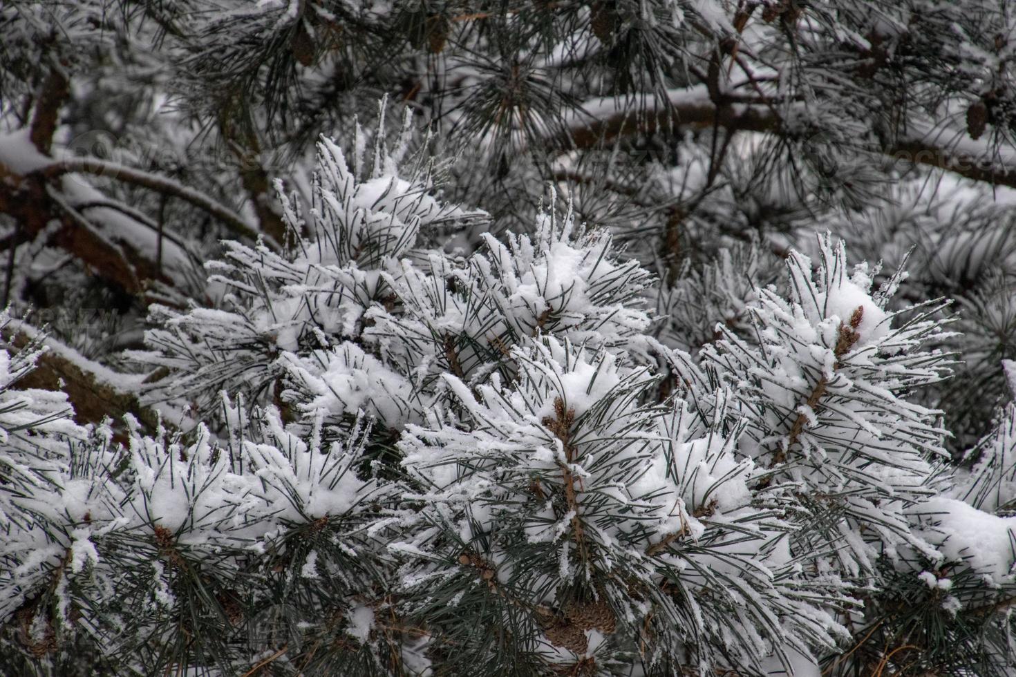 winter twig of coniferous tree covered with white fresh snow on a cold day photo