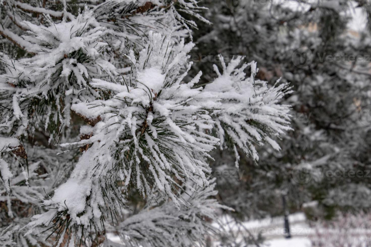 winter twig of coniferous tree covered with white fresh snow on a cold day photo