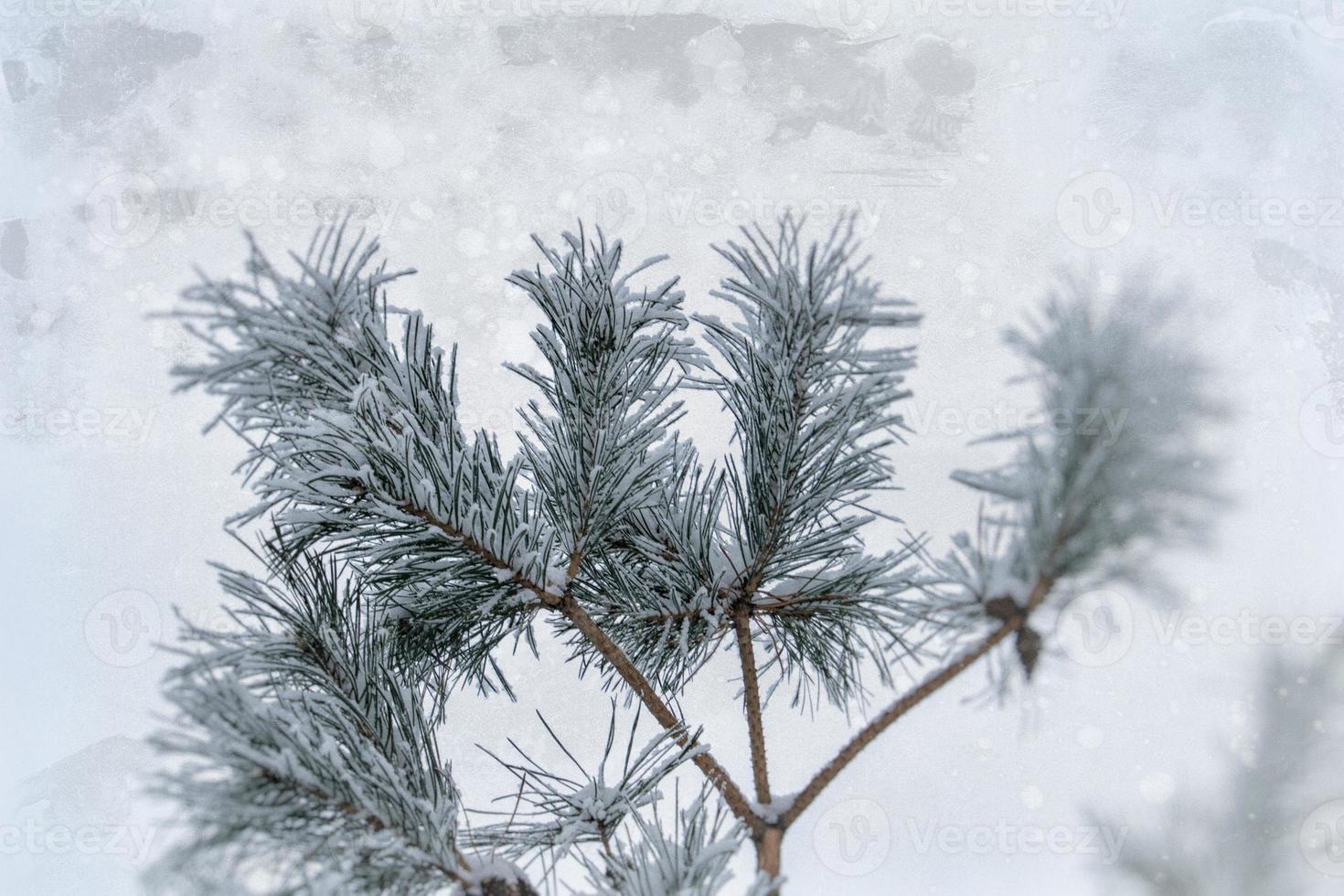 winter twig of coniferous tree covered with white fresh snow on a cold day photo