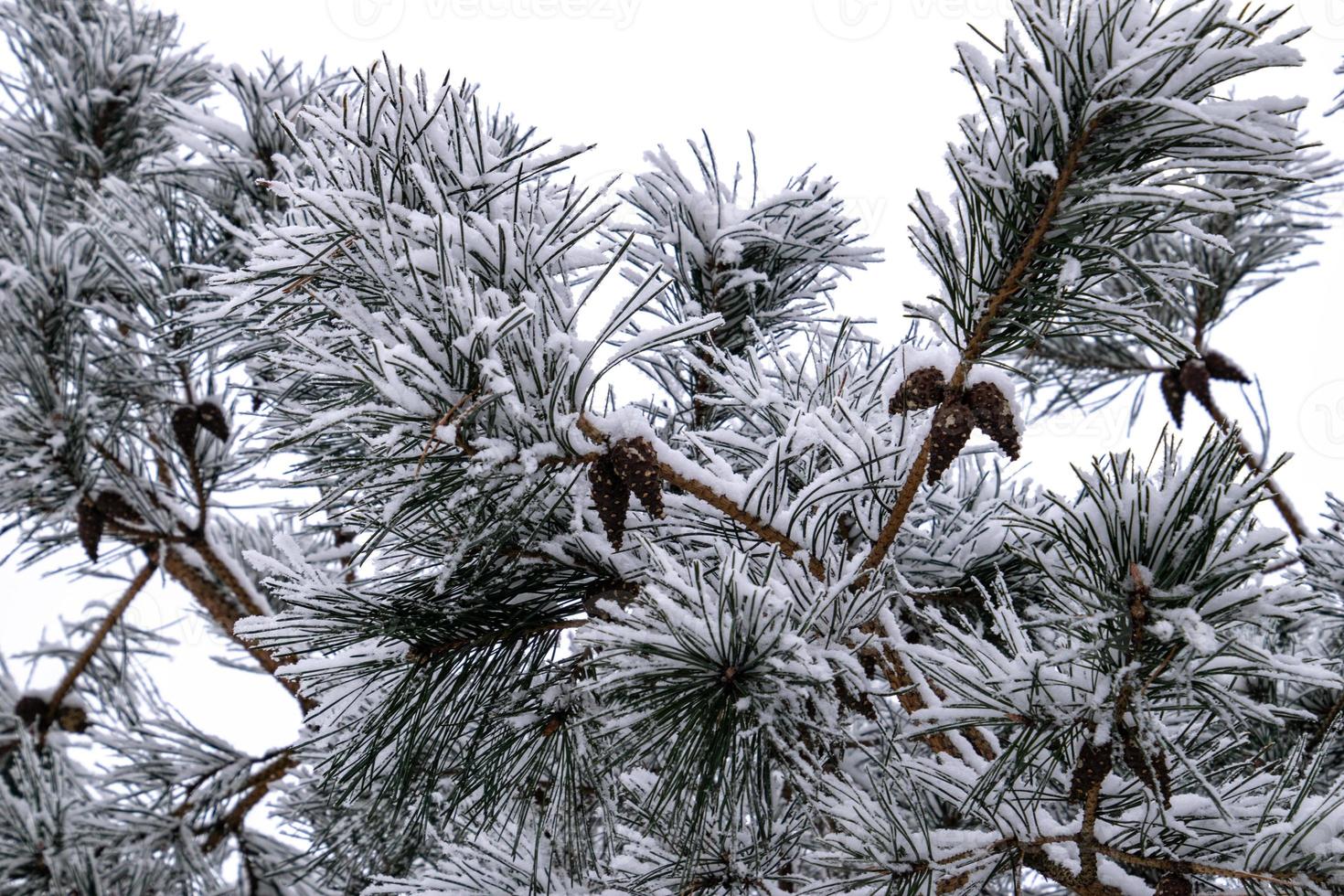 winter twig of coniferous tree covered with white fresh snow on a cold day photo
