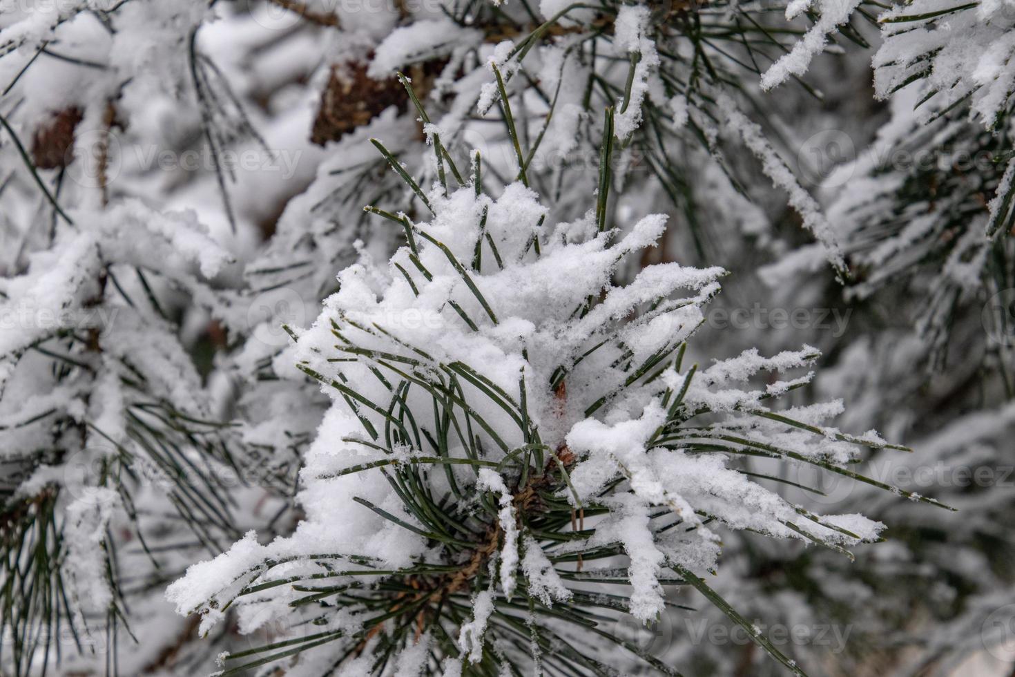 winter twig of coniferous tree covered with white fresh snow on a cold day photo