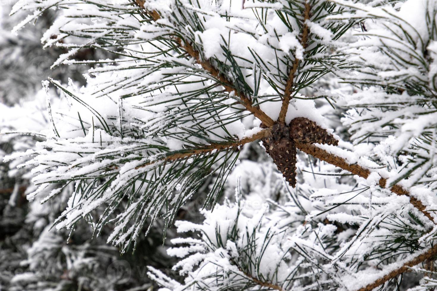 winter twig of coniferous tree covered with white fresh snow on a cold day photo
