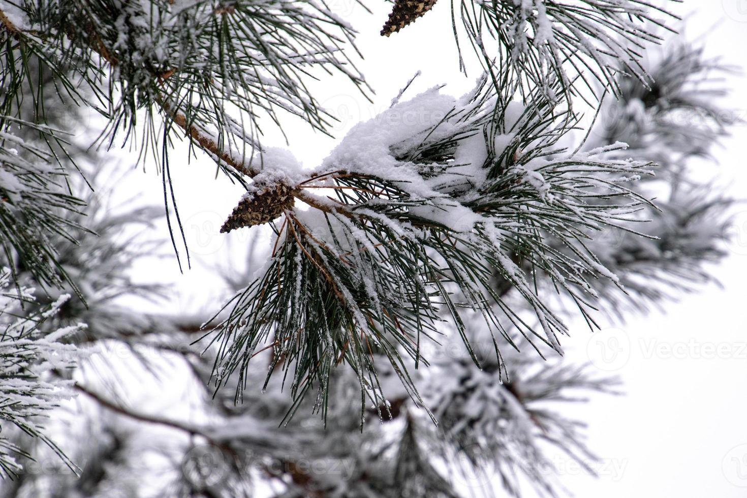 winter twig of coniferous tree covered with white fresh snow on a cold day photo