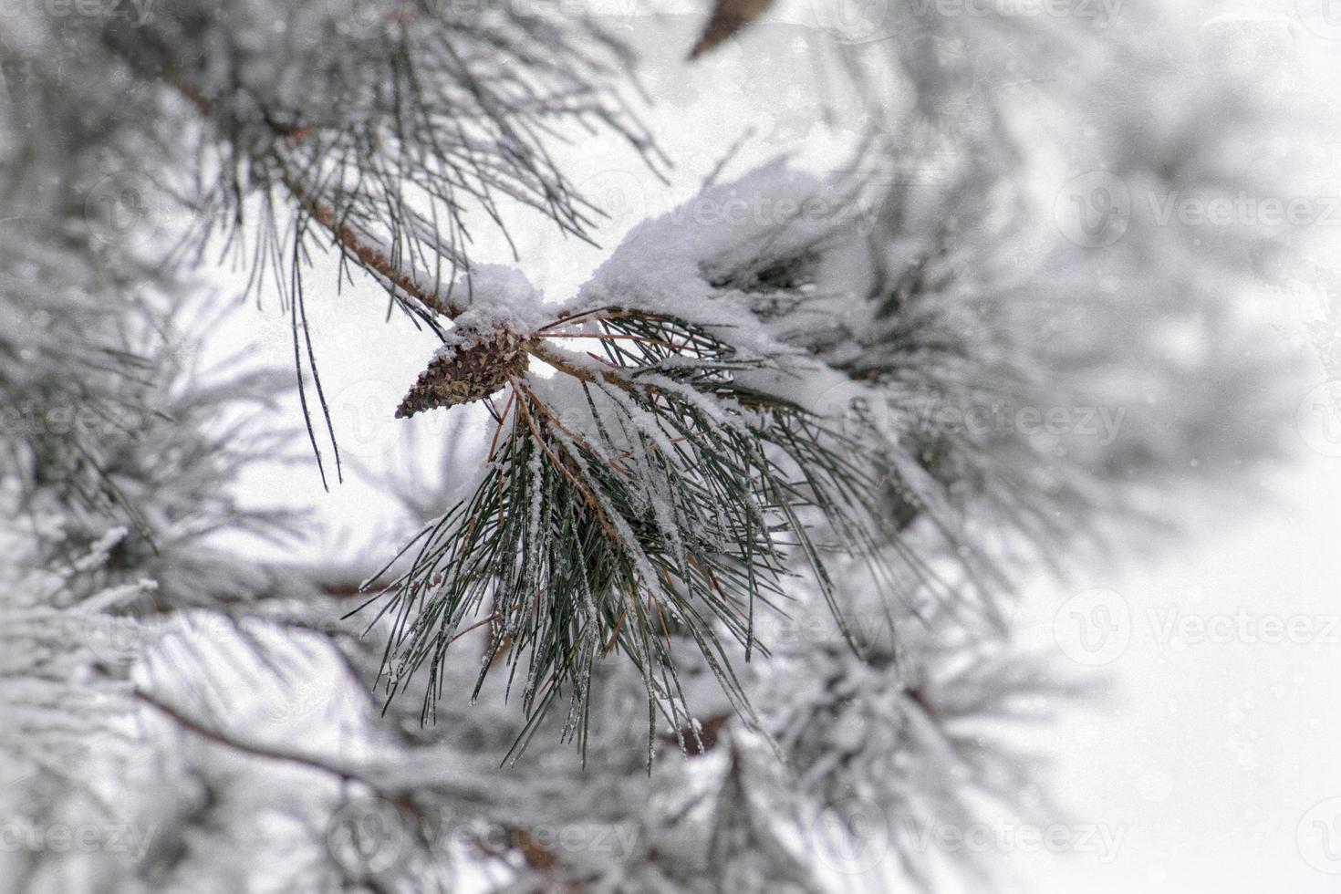 winter twig of coniferous tree covered with white fresh snow on a cold day photo
