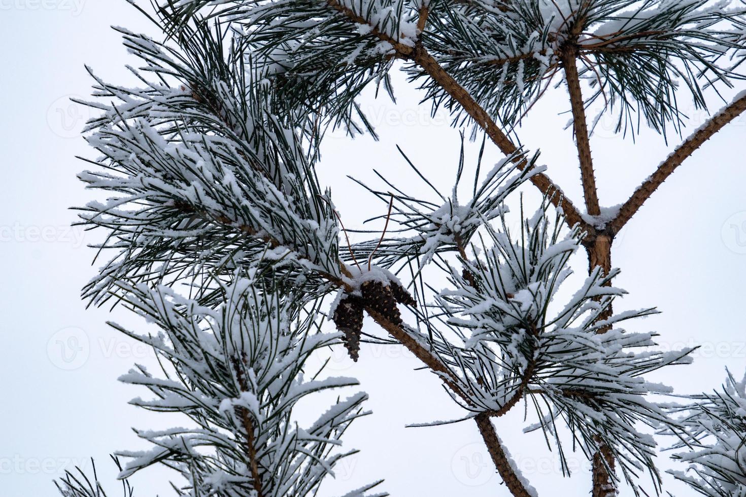 winter twig of coniferous tree covered with white fresh snow on a cold day photo