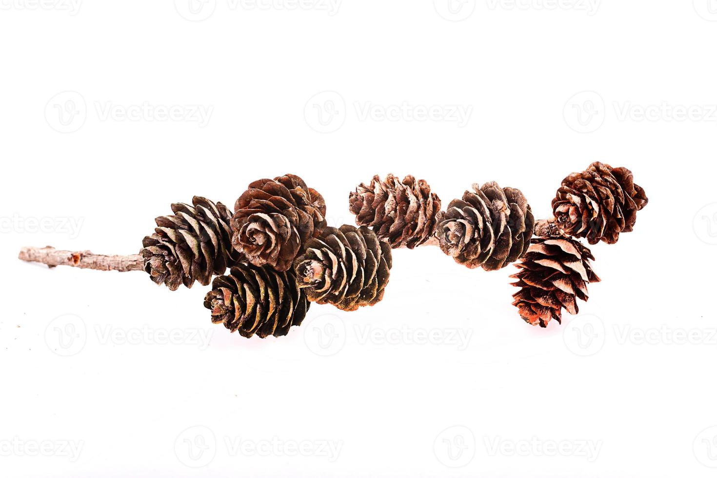 Decorative brown twig with cone isolated on a white background photo