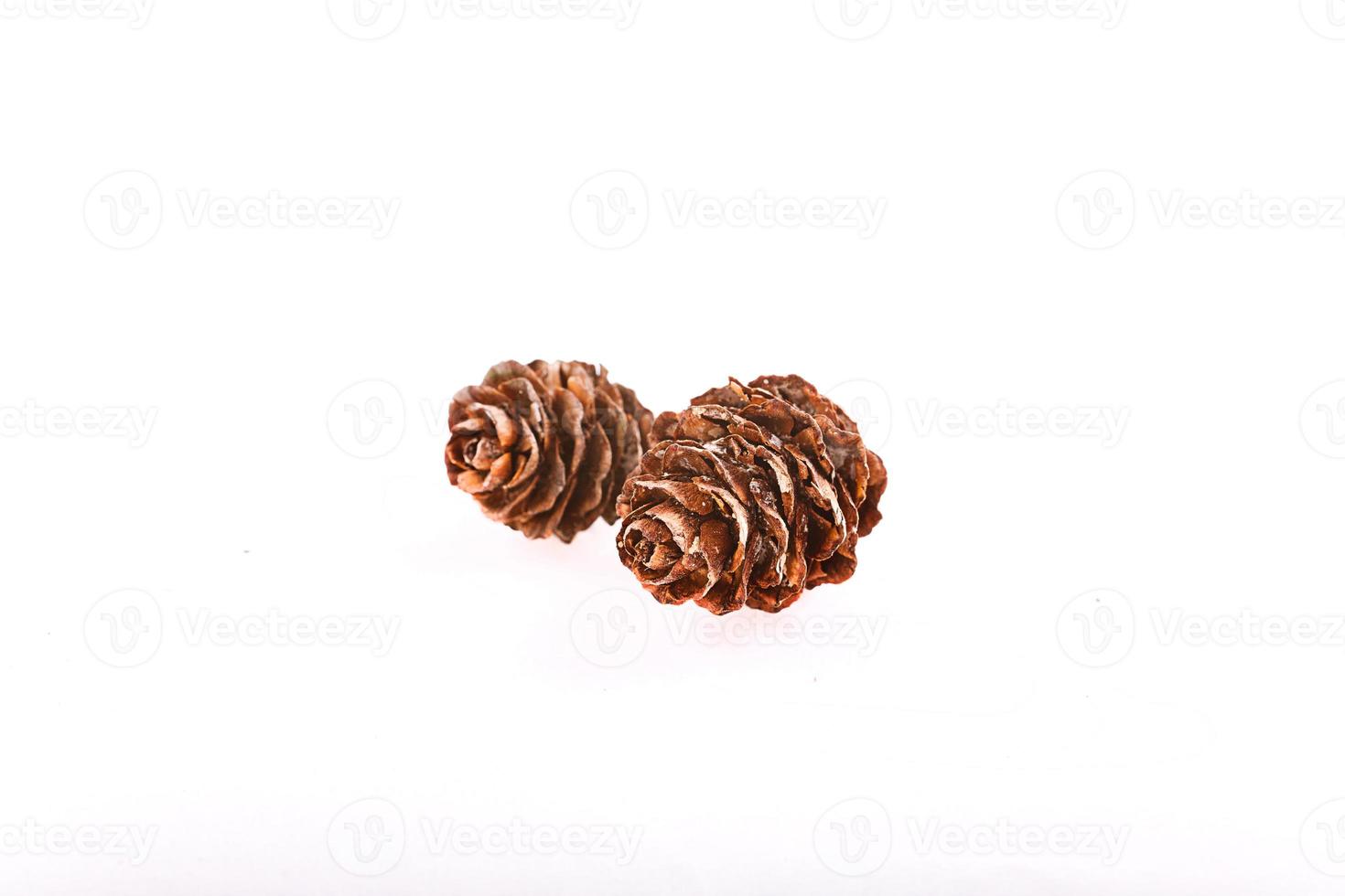 Decorative brown twig with cone isolated on a white background photo