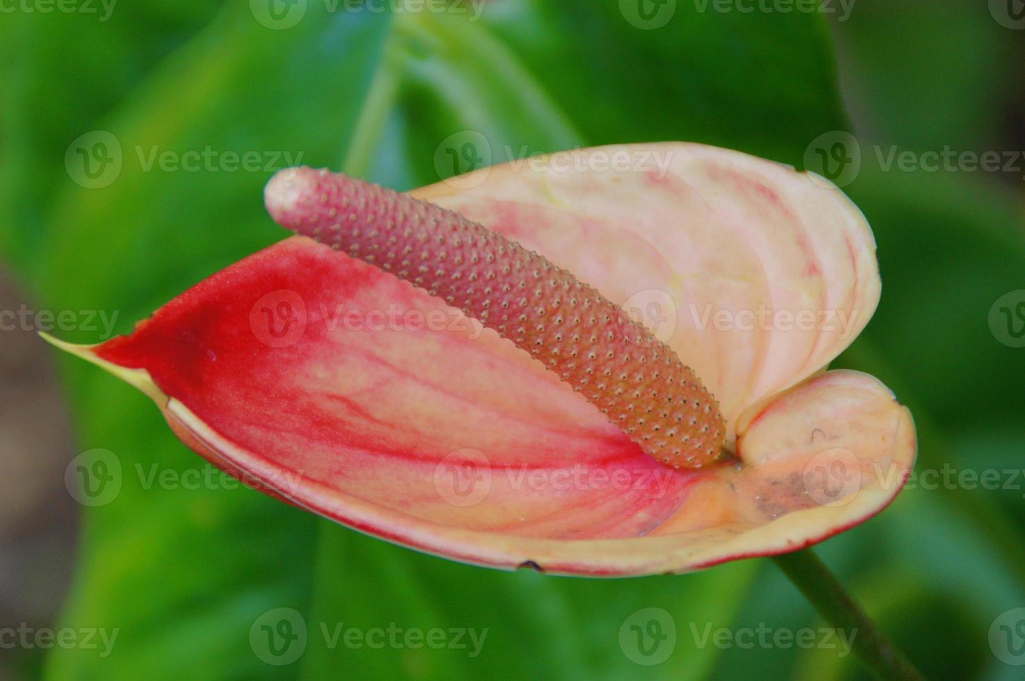 exotic flower growing in a botanical garden on the Spanish island of Tenerife on a summer warm sunny day photo