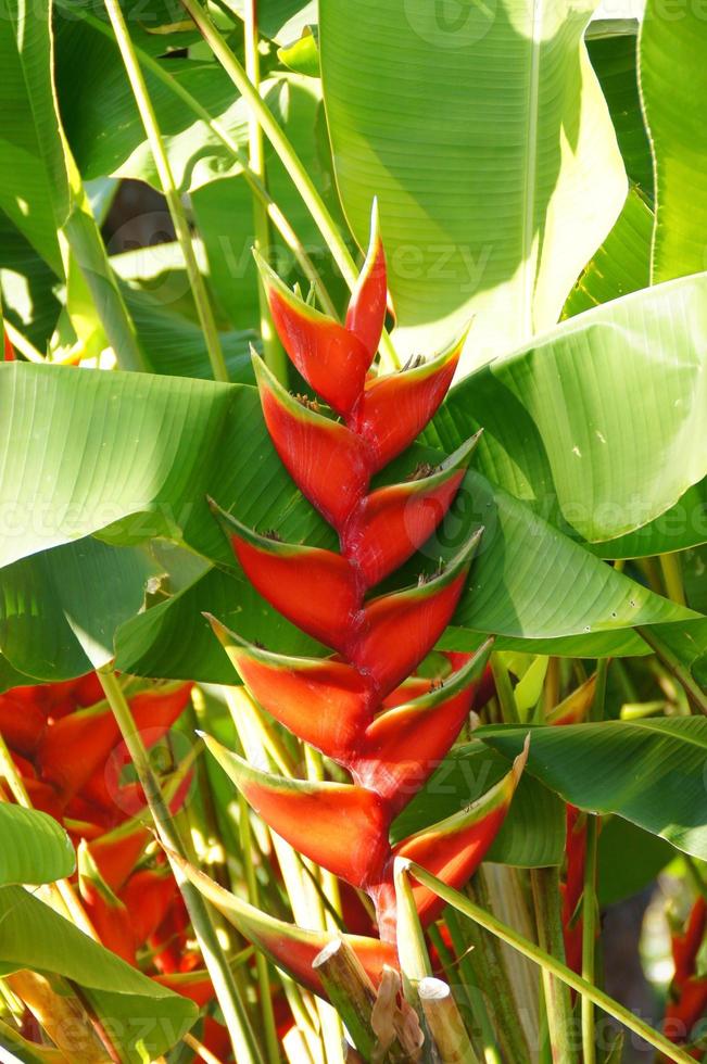 exotic flower growing in a botanical garden on the Spanish island of Tenerife on a summer warm sunny day photo