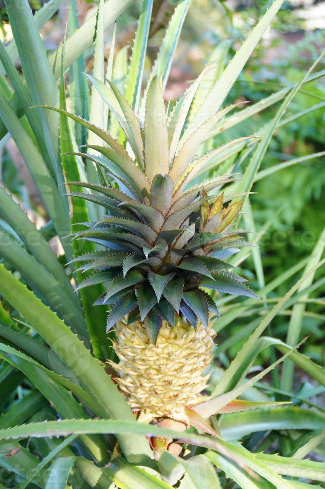 ripe pineapple on a bush among green leaves in a natural environment photo
