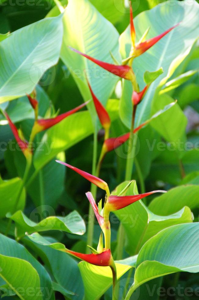 exótico flor creciente en un botánico jardín en el Español isla de tenerife en un verano calentar soleado día foto