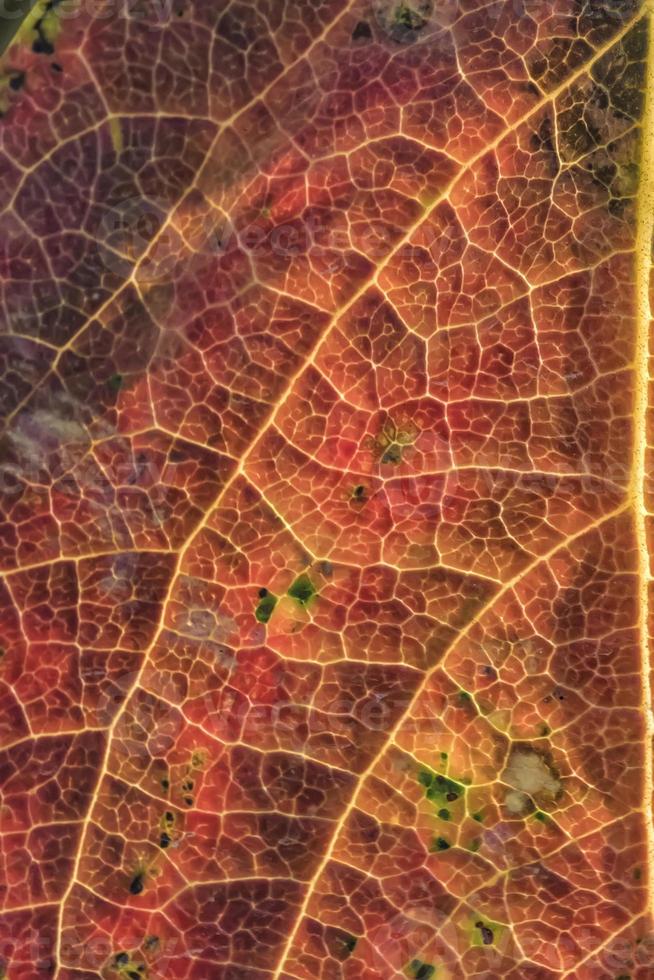 Background of a colorful autumn leaf. Close-up photo