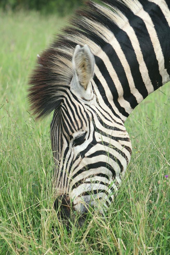 Zebras are African equines with distinctive black and white striped