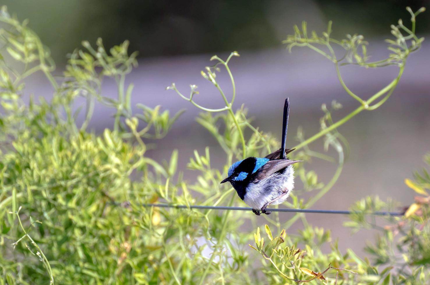 The superb fairywren is a passerine bird in the Australasian wren family, Maluridae, and is common and familiar across south-eastern Australia. photo