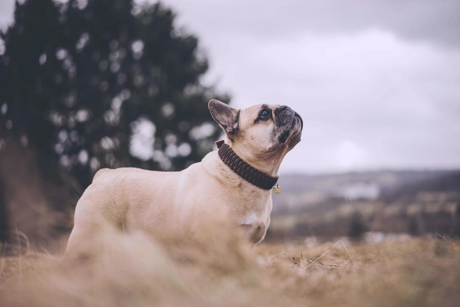 The French Bulldog French Boule dog is a French breed of companion dog or toy dog It appeared in Paris in the mid nineteenth century, apparently the result of cross breeding of Toy Bulled photo