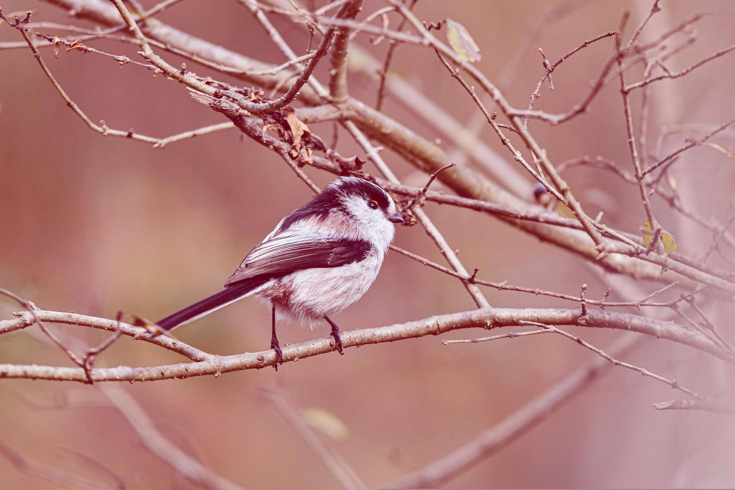 Bird is small bird very nice photo