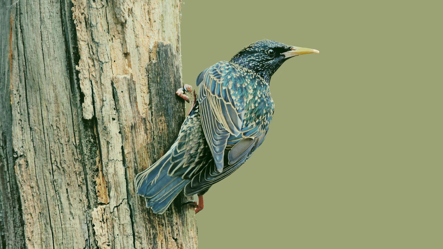 Starling Bird is very beautiful photo