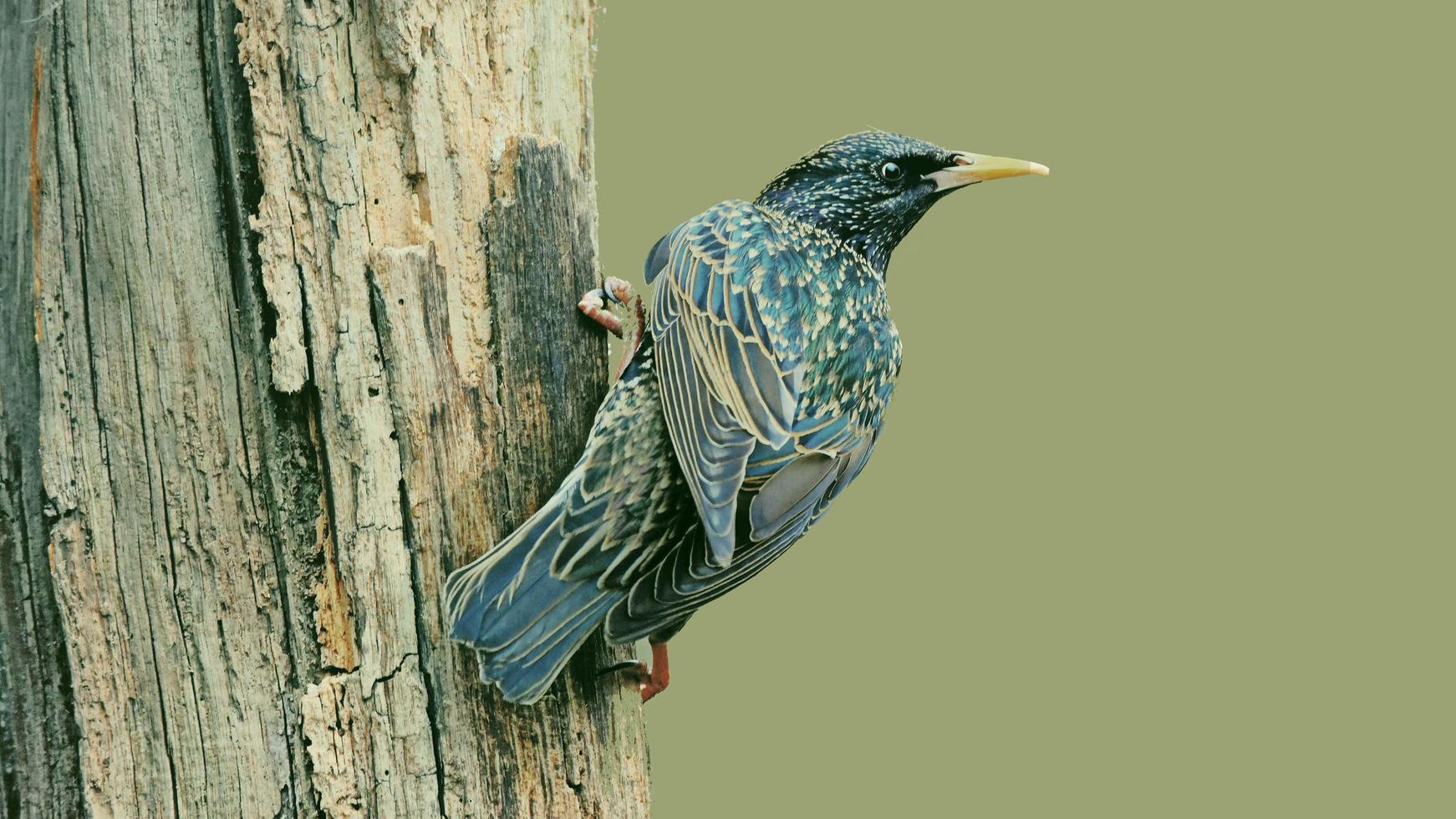 estornino pájaro es muy hermosa foto