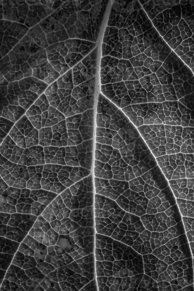 close-up of macro texture of leaf, black and white photo