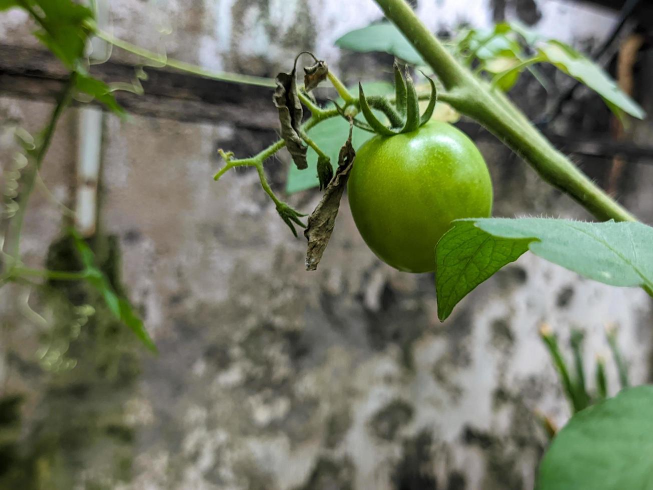 A close up of green cherry tomato or cerasiforme photo