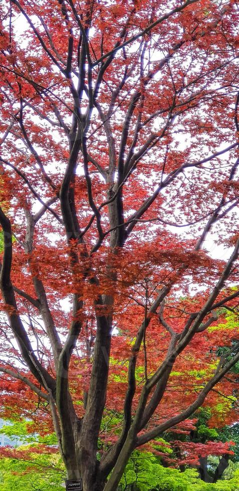 Autumn leaves, Japanese Red Maple tree and leaves photo