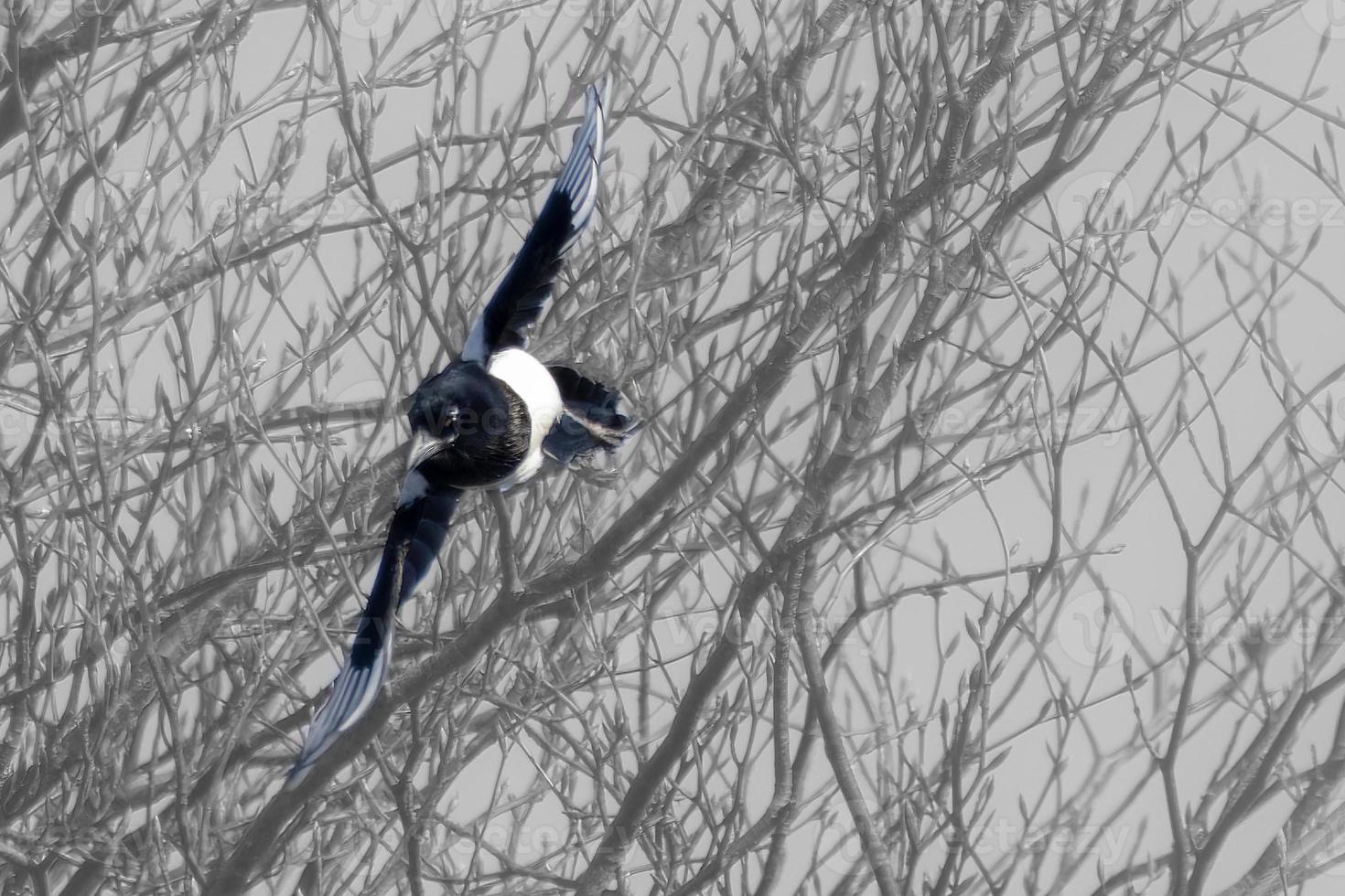 Flight of a Magpie photo