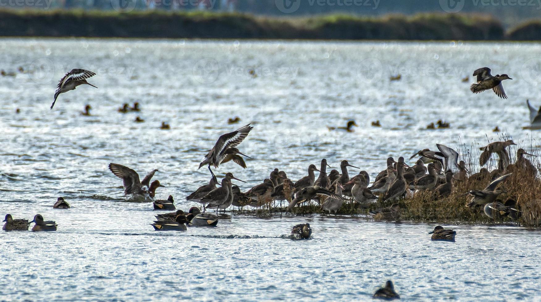 Godwits and Asian Teals among other seabirds photo