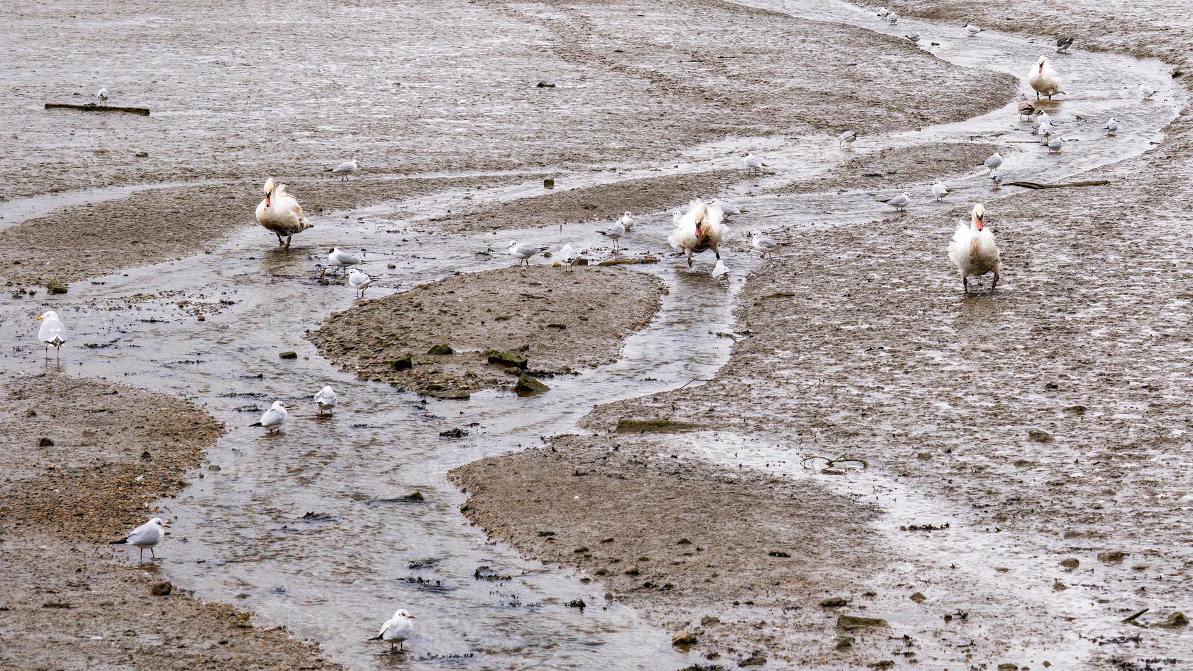 Tres cisnes en el barro banco foto