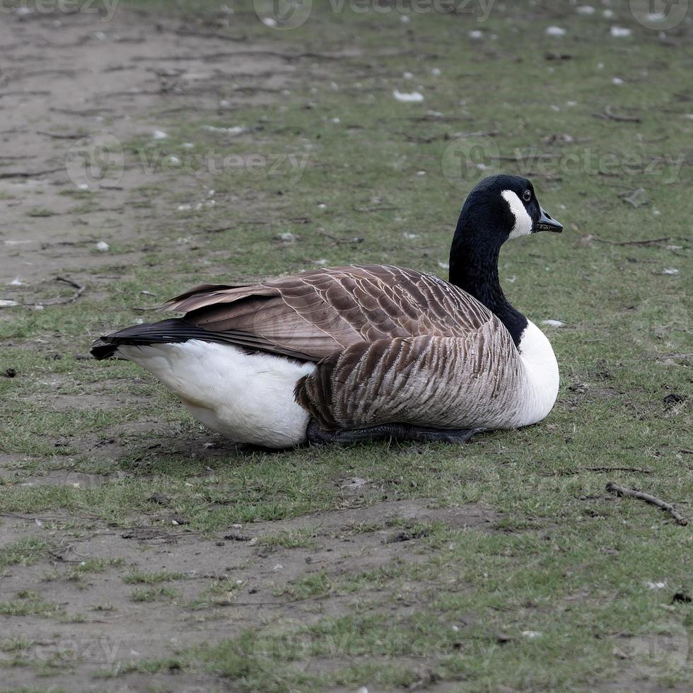 Canada Goose resting on a grass bank photo