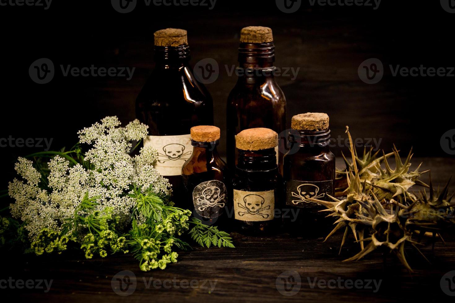 poison bottles, hemlock flowers and burundanga seeds photo