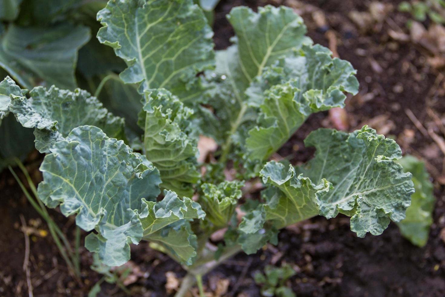 kale plant in the organic garden in spring photo