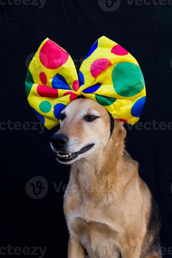 portrait of dog with a big polka dot bow on his head photo