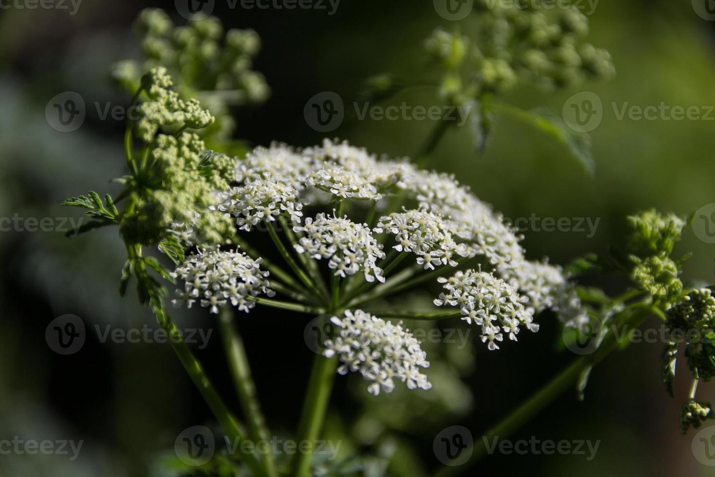 white hemlock flower on the plant in summer photo