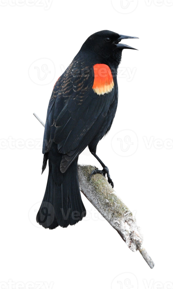Bird Red-Winged Blackbird on a blank background png