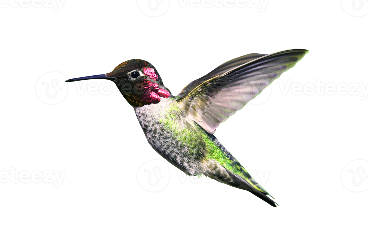 Flying Hummingbird, Wildlife Birdwatching, Blank background png