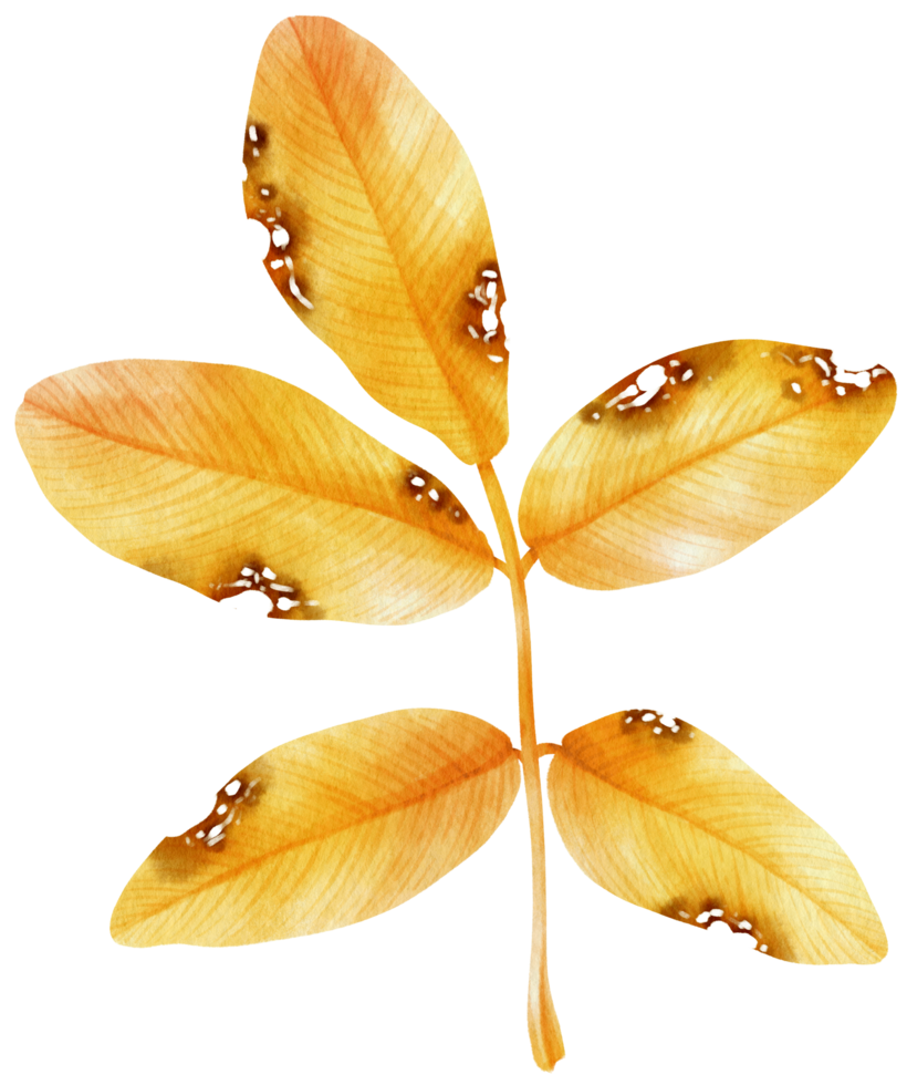 Watercolor Autumn leaf png