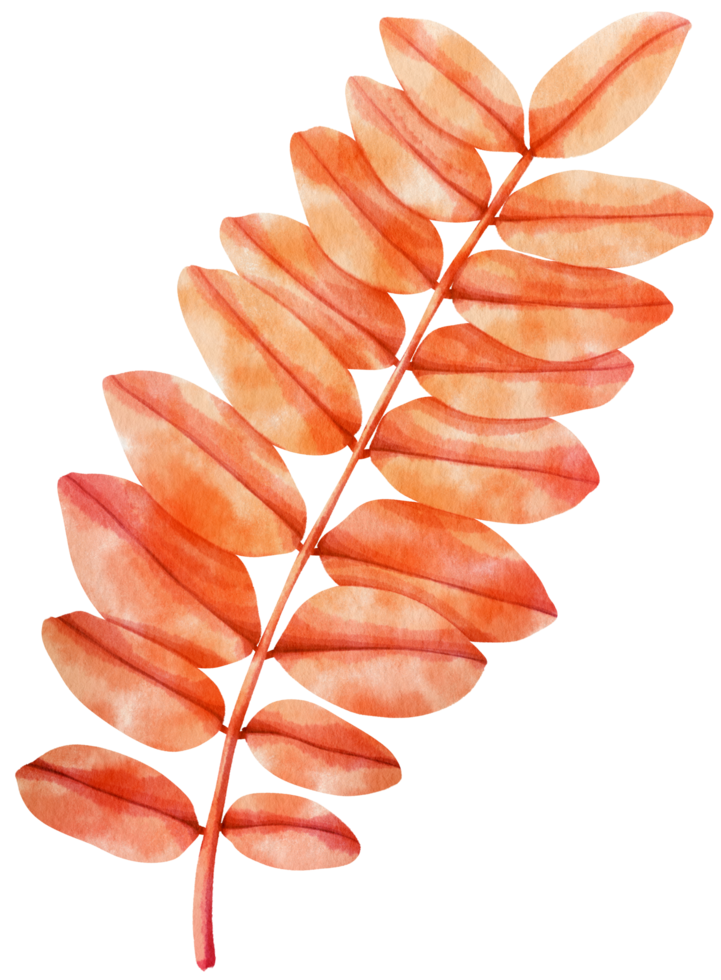 Watercolor Autumn leaf png