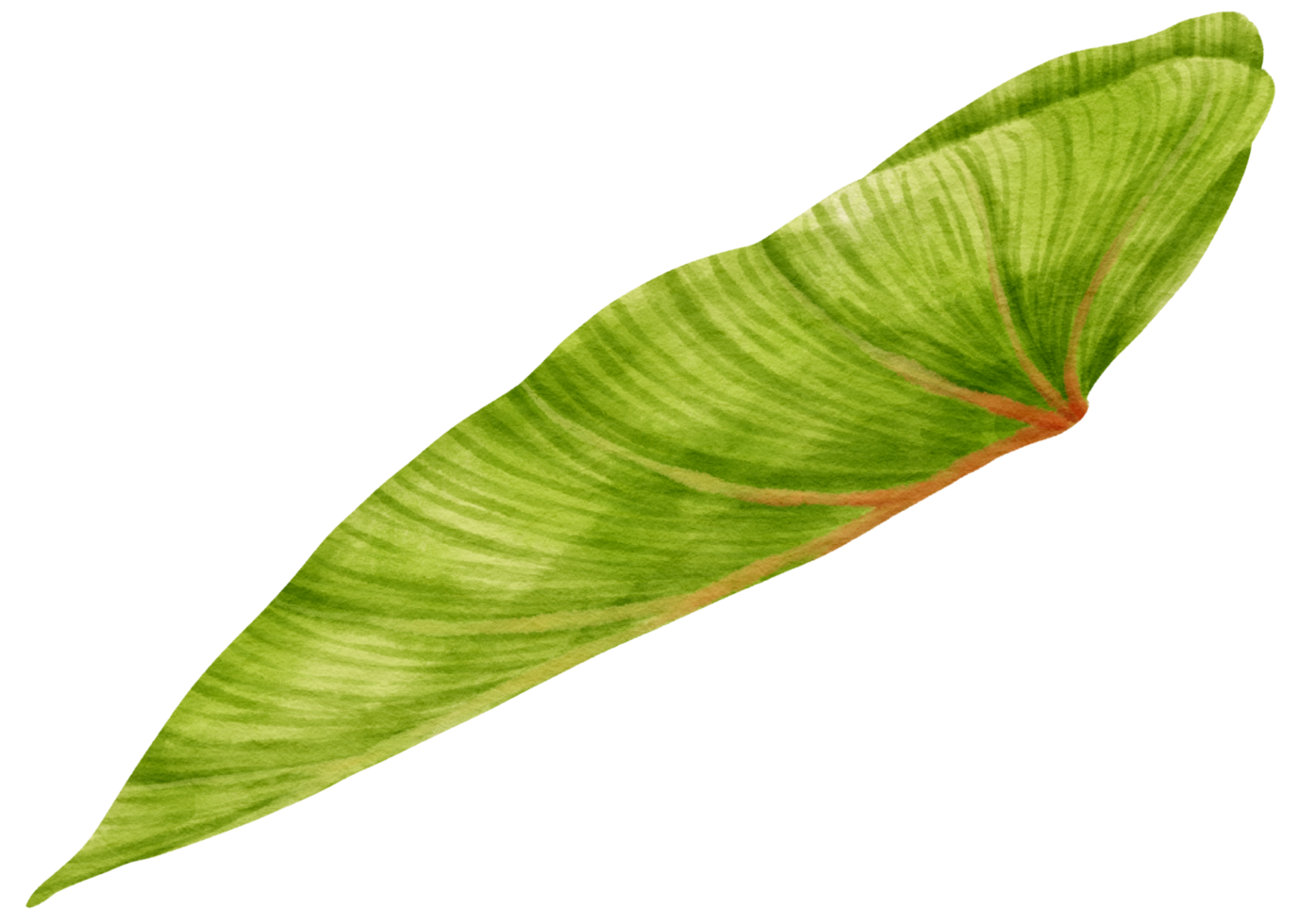 watercolor philodendron tropical leaf png