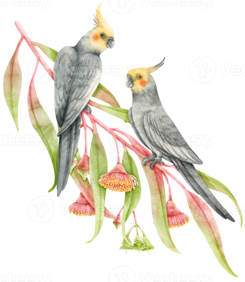 Cockatiel birds composition Watercolor illustration png