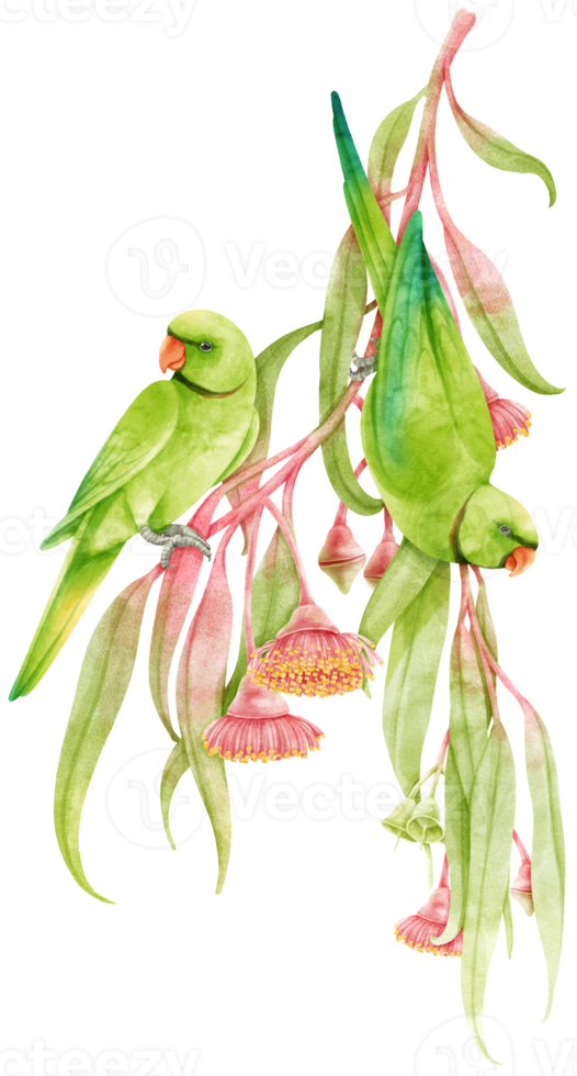 Parakeet parrot bird with eucalyptus composition Watercolor png